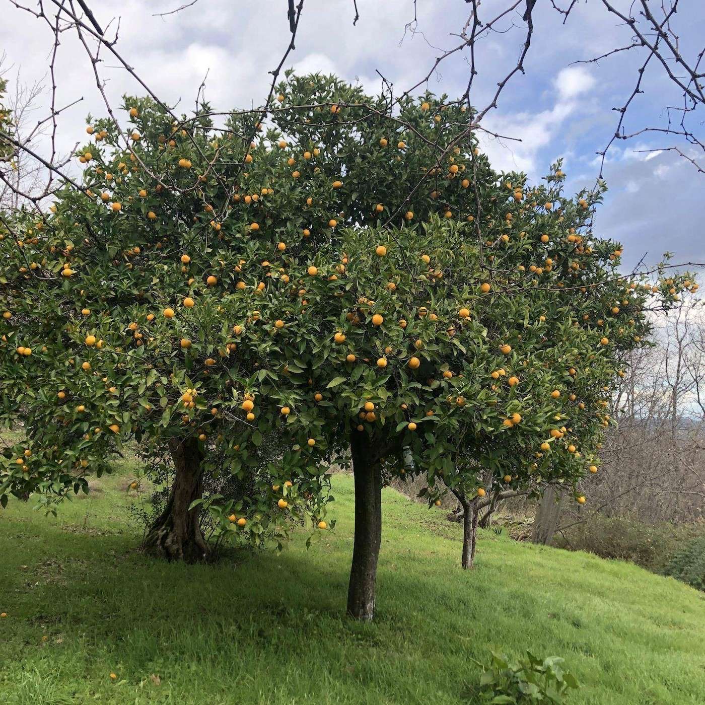 
                  
                    Ekologiska fikon från Spanien
                  
                