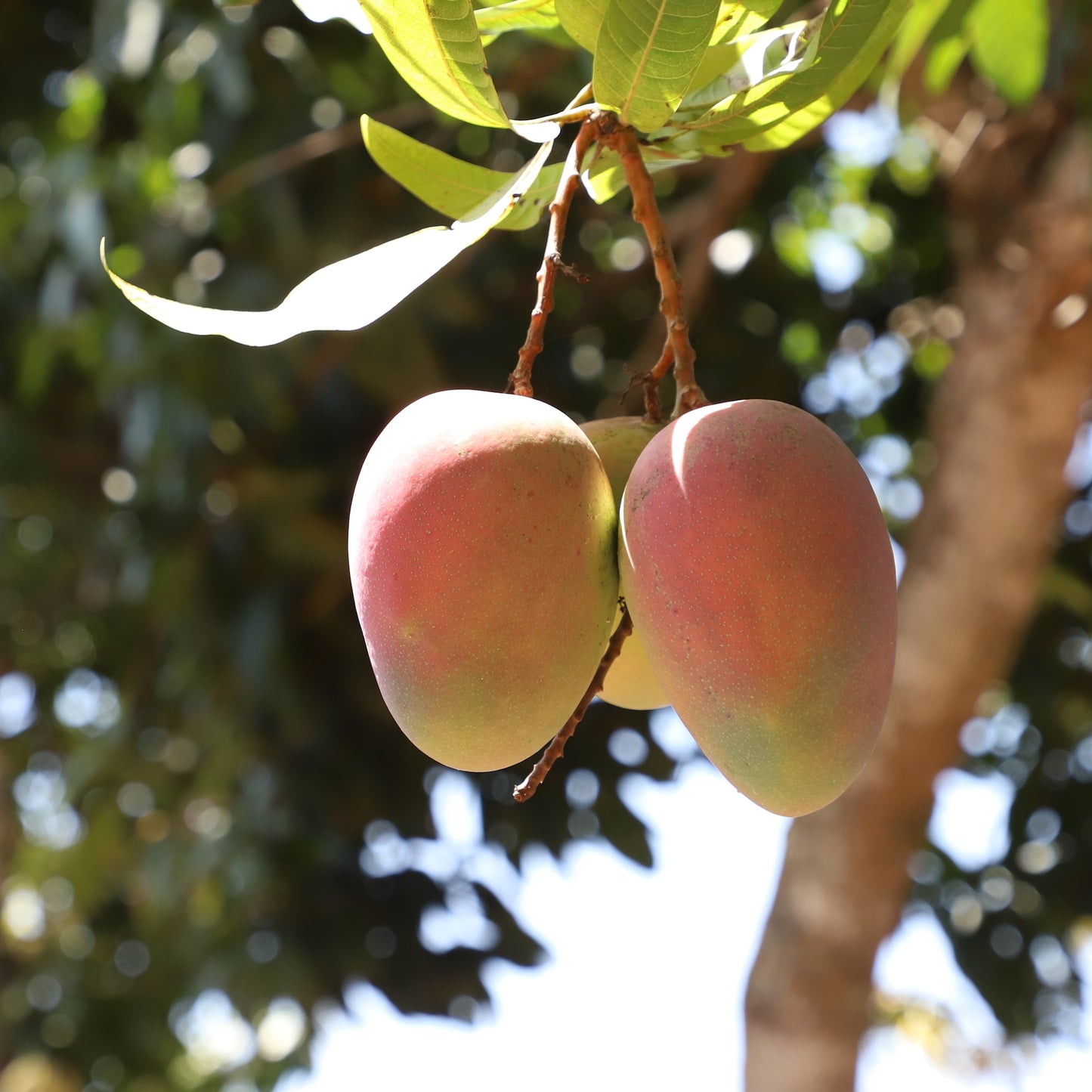 
                  
                    Ekologisk torkad mango
                  
                